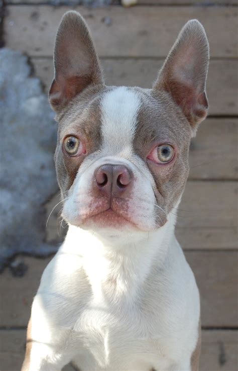 Coloured boston terriers - There are several different types of Boston Terrier colors. While the standard black and white Boston Terrier is black with white markings on the muzzle, chest splash, and blaze, brindles are also accepted. Purebred Boston Terriers must also have a black nose and brown eyes. In addition, the Boston Terrier's coat should be black with white …